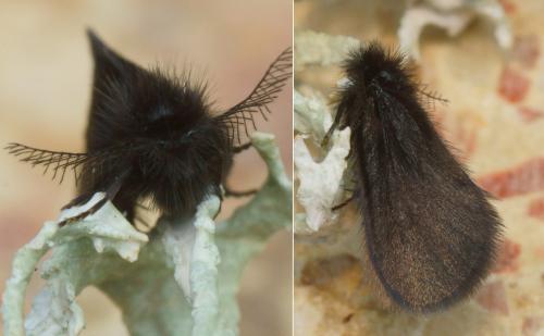 Epichnopterix sp.